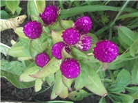 3cbf5ef8-Picture 003.jpg